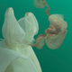 Illustration for article titled Human organs floating out of dress shirts, underwater